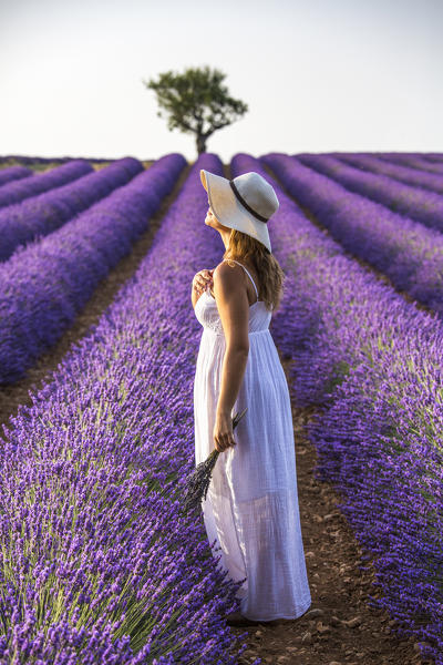 Woman with hat and white dress in a lavender field. Plateau de Valensole, Alpes-de-Haute-Provence, Provence-Alpes-Côte d'Azur, France, Europe.