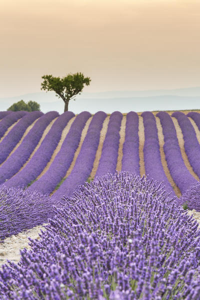 Lavender raws and tree at sunset. Plateau de Valensole, Alpes-de-Haute-Provence, Provence-Alpes-Côte d'Azur, France, Europe.