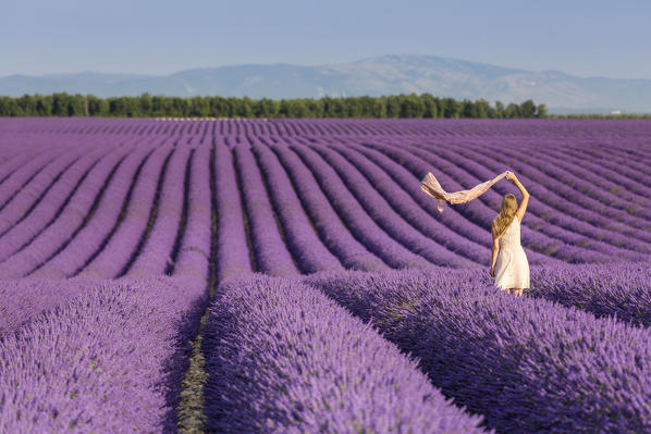 Blonde woman with scarf in a lavender field. Plateau de Valensole, Alpes-de-Haute-Provence, Provence-Alpes-Côte d'Azur, France, Europe.