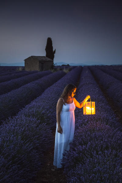 Woman with lantern at dawn in a lavender field. Plateau de Valensole, Alpes-de-Haute-Provence, Provence-Alpes-Côte d'Azur, France, Europe.