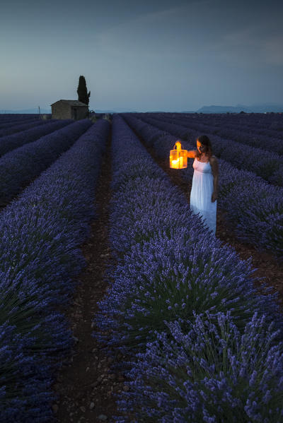 Woman with lantern at dawn in a lavender field. Plateau de Valensole, Alpes-de-Haute-Provence, Provence-Alpes-Cote d'Azur, France, Europe.