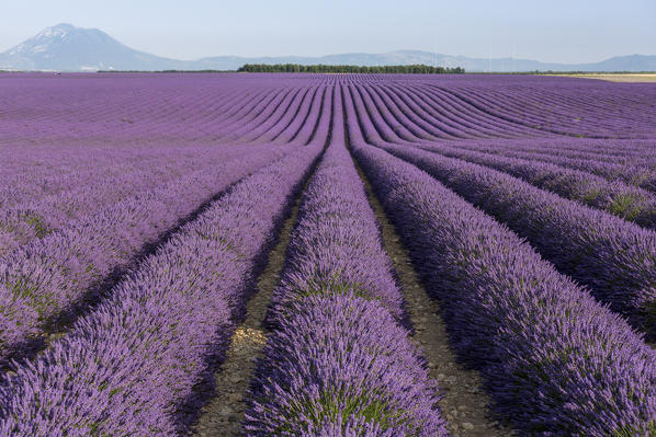 Lavender raws. Plateau de Valensole, Alpes-de-Haute-Provence, Provence-Alpes-Cote d'Azur, France, Europe.