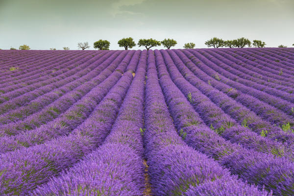 Lavender raws and trees. Plateau de Valensole, Alpes-de-Haute-Provence, Provence-Alpes-Cote d'Azur, France, Europe.
