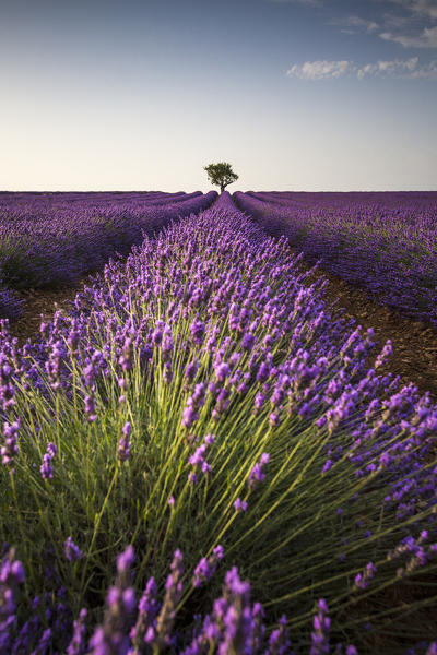 Lone tree in a lavender field. Plateau de Valensole, Alpes-de-Haute-Provence, Provence-Alpes-Cote d'Azur, France, Europe.
