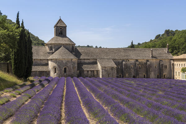 Lavender raws in front of the abbey of Sénanque. Gordes, Vaucluse, Provence-Alpes-Cote d'Azur, France, Europe.