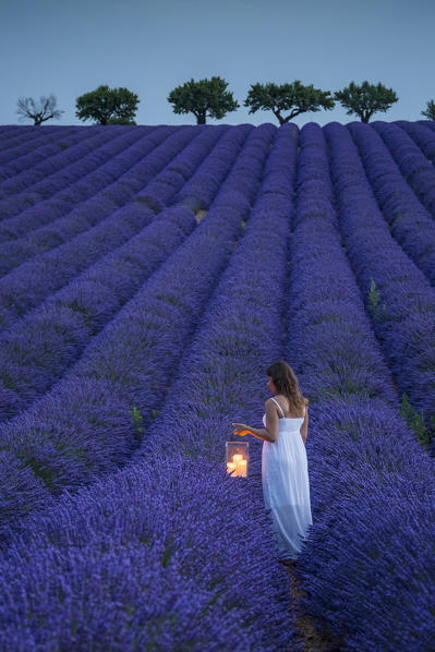 Woman with lantern in a lavender field. Plateau de Valensole, Alpes-de-Haute-Provence, Provence-Alpes-Cote d'Azur, France, Europe.