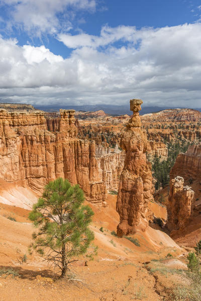 Hoodoos and Thor's Hammer from Navajo Trail Loop. Bryce Canyon National Park, Garfield County, Utah, USA.