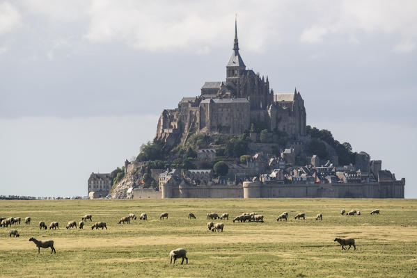 Sheeps grazing with the village in the background. Mont-Saint-Michel, Normandy, France.