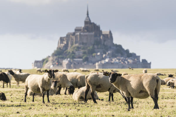 Sheeps grazing with the village in the background. Mont-Saint-Michel, Normandy, France.