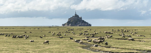 Sheeps grazing with the village in the background. Mont-Saint-Michel, Normandy, France.