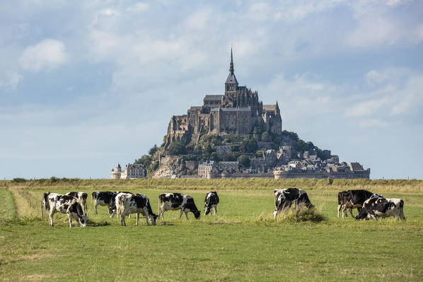 Cows grazing with the village in the background. Mont-Saint-Michel, Normandy, France.