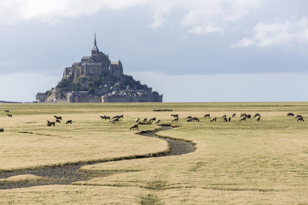 Sheeps grazing with the village in the background. Mont-Saint-Michel, Normandy, France.