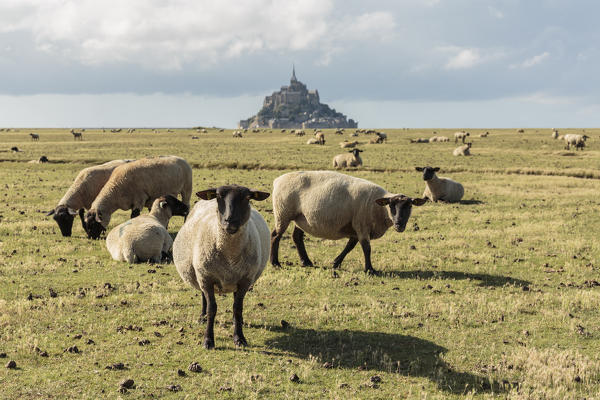 Sheeps grazing with the village in the background. Mont-Saint-Michel, Normandy, France.