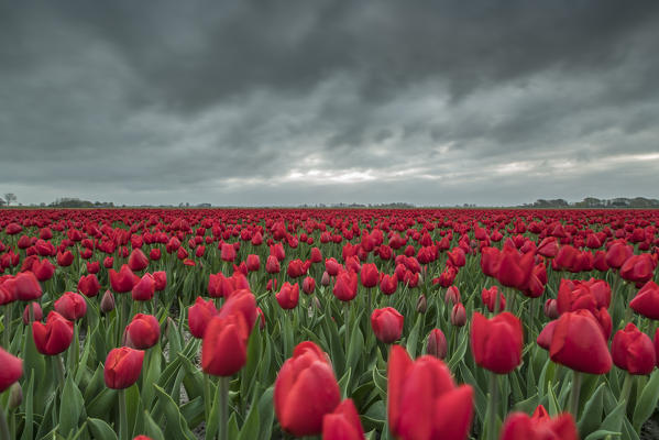 Dark clouds above field of red tulips. Koggenland, North Holland province, Netherlands.