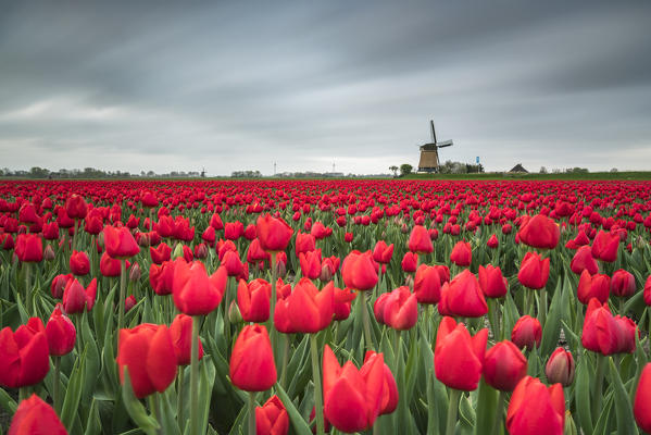 Field of red tulips and windmill on the background. Koggenland, North Holland province, Netherlands.