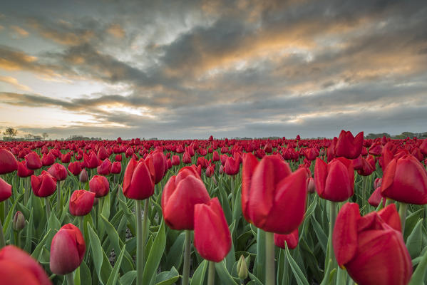 Sunrise coloured clouds above field of red tulips. Koggenland, North Holland province, Netherlands.