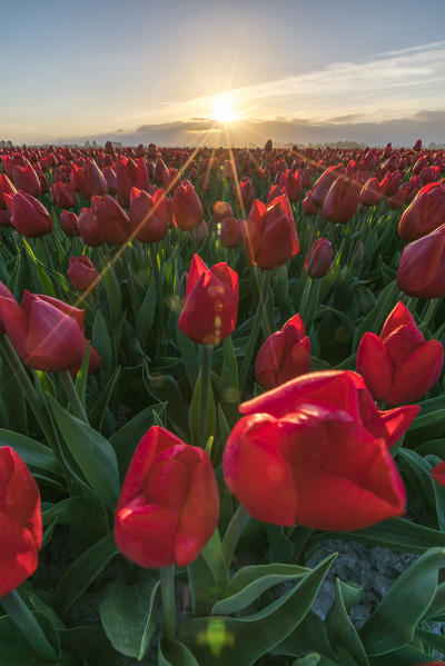 First sunrays over a field of red tulips. Koggenland, North Holland province, Netherlands.