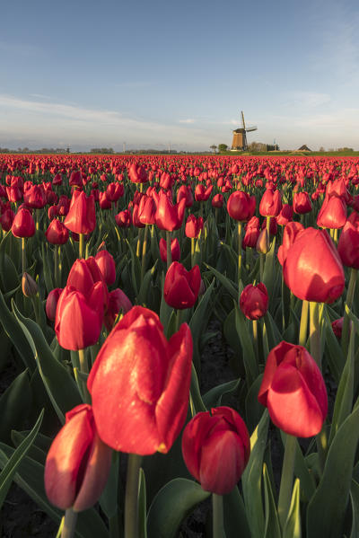 Field of red tulips and windmill on the background. Koggenland, North Holland province, Netherlands.