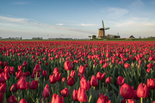 Field of red tulips and windmill on the background. Koggenland, North Holland province, Netherlands.