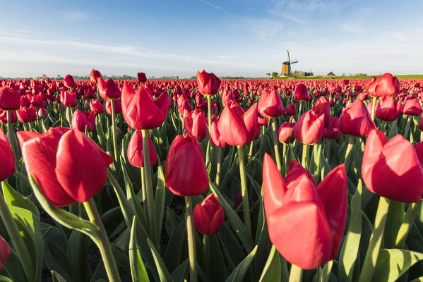 Field of red tulips and windmill on the background. Koggenland, North Holland province, Netherlands.