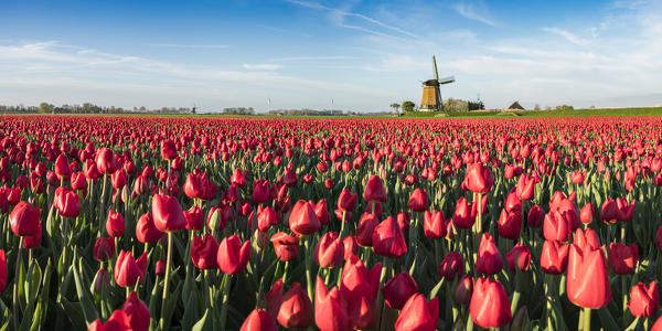Field of red tulips and windmill on the background. Koggenland, North Holland province, Netherlands.