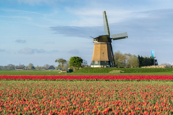 Field of red tulips and windmill. Koggenland, North Holland, Netherlands.