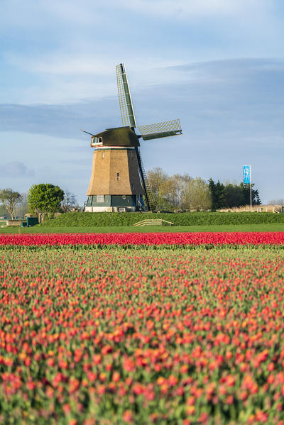 Field of red tulips and windmill. Koggenland, North Holland, Netherlands.