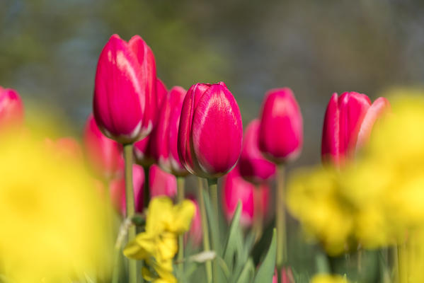 Close-up on pink tulips and yellow flowers in Keukenhof Gardens. Lisse, South Holland province, Netherlands.