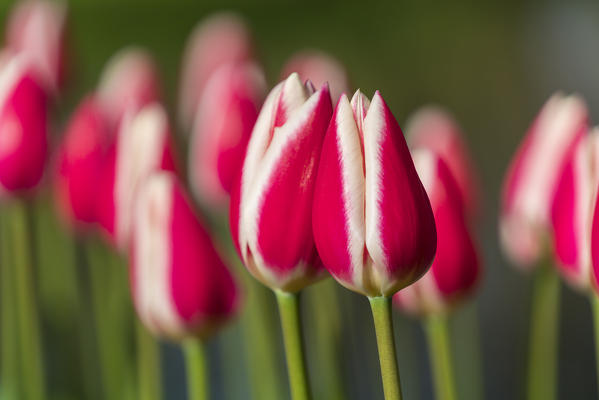 Close-up on white and pink tulips in Keukenhof Gardens. Lisse, South Holland province, Netherlands.