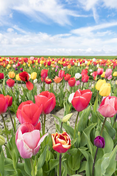 Field of multicoloured tulips. Yersekendam, Zeeland province, Netherlands.