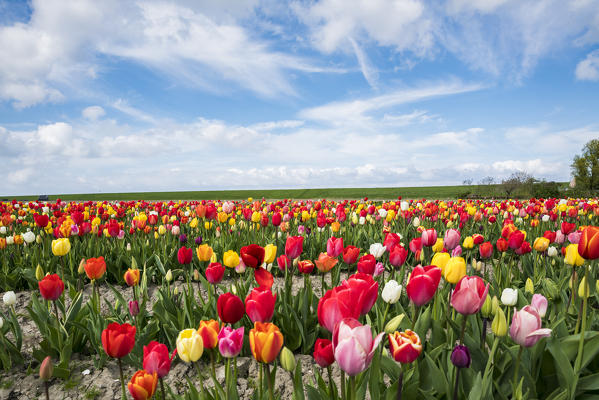 Field of multicoloured tulips. Yersekendam, Zeeland province, Netherlands.