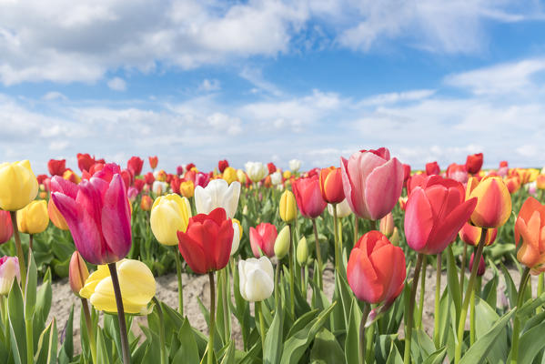 Multicoloured tulip field. Yersekendam, Zeeland province, Netherlands.
