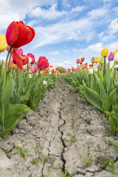 Pathway through multicoloured tulip field. Yersekendam, Zeeland province, Netherlands.