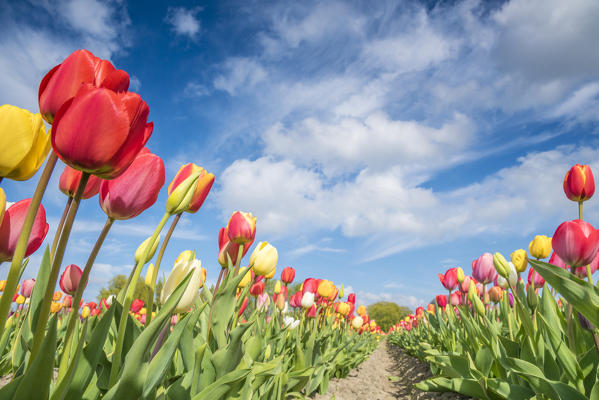 Multicoloured tulip field and clouds in the sky. Yersekendam, Zeeland province, Netherlands.