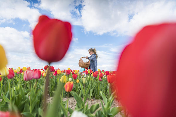 Blonde young girl picking up tulips in a field. Yersekendam, Zeeland province, Netherlands.