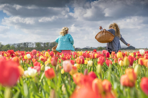 Two blonde young women picking up tulips in a field. Yersekendam, Zeeland province, Netherlands.