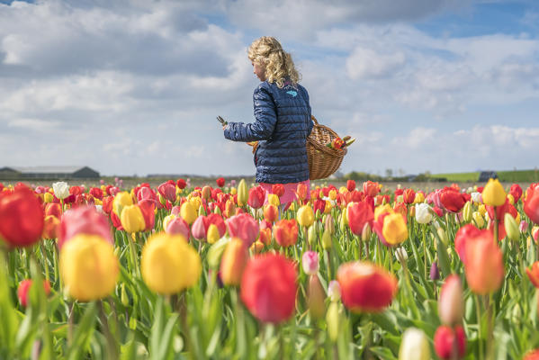 Blonde young girl picking up tulips in a field. Yersekendam, Zeeland province, Netherlands.