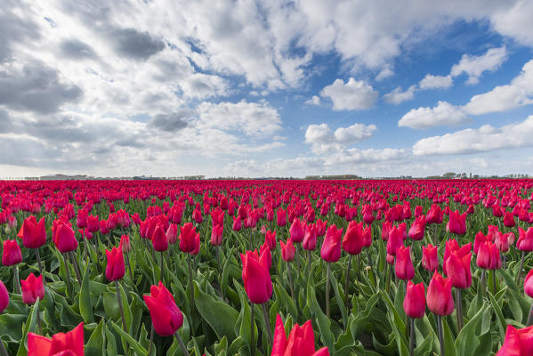 Pink tulips and clouds in the sky. Yersekendam, Zeeland province, Netherlands.