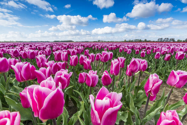 Pink and white tulips and clouds in the sky. Yersekendam, Zeeland province, Netherlands.