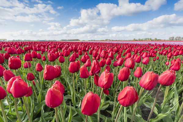 Red tulips and clouds in the sky. Yersekendam, Zeeland province, Netherlands.