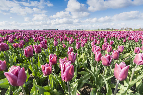 Pink tulips and clouds in the sky. Yersekendam, Zeeland province, Netherlands.