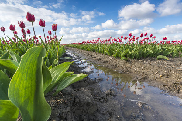 Pink tulips and water on the pathway. Yersekendam, Zeeland province, Netherlands.
