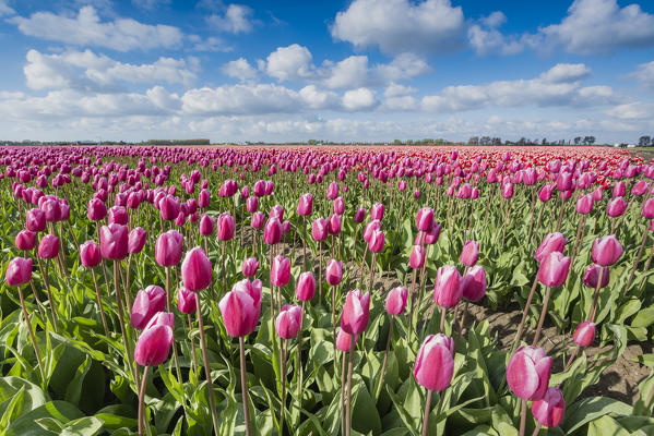 Pink and white tulips and clouds in the sky. Yersekendam, Zeeland province, Netherlands.