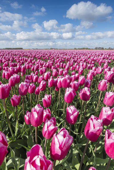 Pink and white tulips and clouds in the sky. Yersekendam, Zeeland province, Netherlands.