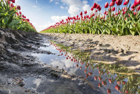 Pink tulips and water on the pathway. Yersekendam, Zeeland province, Netherlands.