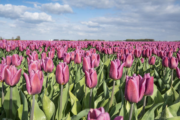 Field of pink tulips. Yersekendam, Zeeland province, Netherlands.
