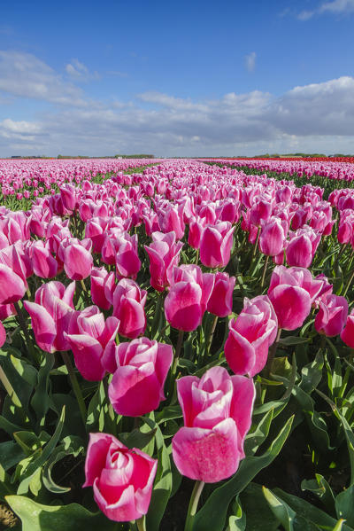 Pink and white tulips and clouds in the sky. Yersekendam, Zeeland province, Netherlands.
