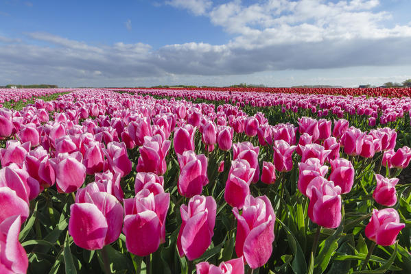 Pink and white tulips and clouds in the sky. Yersekendam, Zeeland province, Netherlands.