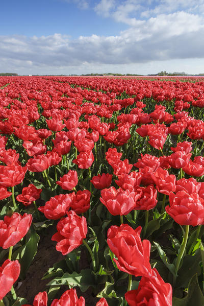 Red tulips and clouds in the sky. Yersekendam, Zeeland province, Netherlands.
