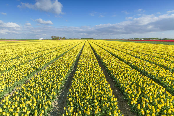 Field of yellow tulips. Yersekendam, Zeeland province, Netherlands.